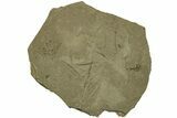 Fossil Comose Plant Seeds - Green River Formation, Utah #215567-1